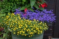 Mexican creeping zinnia Sanvitalia procumbens and edging lobelia Lobelia erinus Royalty Free Stock Photo