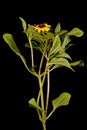 Mexican creeping zinnia (Sanvitalia procumbens). Habit During Anthesis