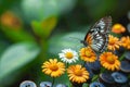 Mexican daisy blooms, a butterfly rests on vibrant coat buttons