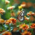 Mexican daisy blooms, a butterfly rests on vibrant coat buttons