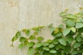 Mexican daisy climbing on cement wall in backyard garden Royalty Free Stock Photo