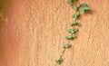 Mexican daisy climbing on cement wall Royalty Free Stock Photo