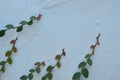 Mexican daisy climbing on home white cement wall Royalty Free Stock Photo