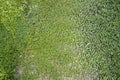 Mexican daisy / Coatbuttons on outdoor concrete wall.Nature back Royalty Free Stock Photo