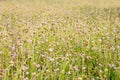 Mexican daisy grass field