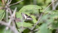 Mexican Dartwhite Catasticta nimbice Butterfly Perched on a Leaf in Dense Vegetation in Jalisco, Mexico