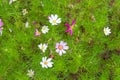 Mexican Diasy Purple flowers Royalty Free Stock Photo