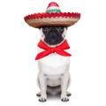 Mexican dog Royalty Free Stock Photo