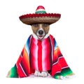 Mexican dog Royalty Free Stock Photo