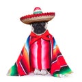 Mexican dog Royalty Free Stock Photo