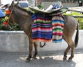 Mexican Donkey Royalty Free Stock Photo