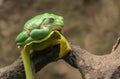 Mexican dumpy tree frog