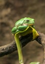 Mexican dumpy tree frog