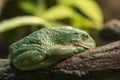 Mexican dumpy tree frog