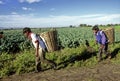 Mexican farmers Royalty Free Stock Photo