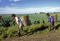 Mexican farmers