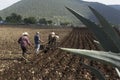 Mexican farmers plant for harvest