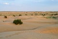 Mexican Feather Grass , Stipa tenuissima, small desert plants growing at sand dunes of Thar desert, Rajasthan, India. Due to hot