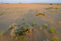 Mexican Feather Grass , Stipa tenuissima, small desert plants growing at sand dunes of Thar desert, Rajasthan, India. Due to hot