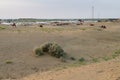 Mexican Feather Grass , Stipa tenuissima, small desert plants growing at sand dunes of Thar desert, Rajasthan, India. Due to hot