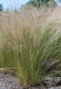 Mexican feathergrass, Nassella tenuissima, La Pampa, Argentina Royalty Free Stock Photo