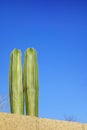 Mexican Fencepost Cacti above the Fence Royalty Free Stock Photo