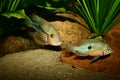 Mexican Fire Mouth (Thorichthys ellioti) Royalty Free Stock Photo