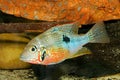 Mexican Fire Mouth Thorichthys ellioti Royalty Free Stock Photo