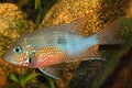 Mexican Fire Mouth Thorichthys ellioti Royalty Free Stock Photo