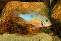 Mexican Fire Mouth Thorichthys ellioti Royalty Free Stock Photo
