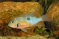 Mexican Fire Mouth Thorichthys ellioti Royalty Free Stock Photo