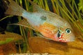 Mexican Fire Mouth Thorichthys ellioti Royalty Free Stock Photo