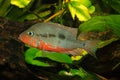 Mexican Fire Mouth (Thorichthys meeki) Royalty Free Stock Photo