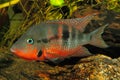 Mexican Fire Mouth (Thorichthys meeki) Royalty Free Stock Photo