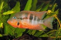Mexican Fire Mouth Thorichthys meeki Royalty Free Stock Photo