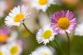 Mexican fleabane (Erigeron karvinskianus) in flower