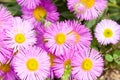 Mexican fleabane or Erigeron karvinskianus in flower. Pink with yellow heart in the daisy family Asteraceae