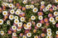 Mexican fleabane erigeron karvinskianus flowers Royalty Free Stock Photo