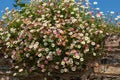 Mexican fleabane erigeron karvinskianus flowers