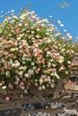Mexican fleabane erigeron karvinskianus flowers Royalty Free Stock Photo