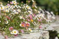 Mexican fleabane erigeron karvinskianus flowers