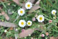 Field of delicate white flowers Mexican Fleabane Plant