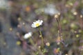 Mexican fleabane