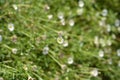 Mexican fleabane