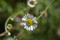 Mexican fleabane