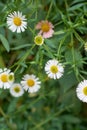 mexican fleabane flowers in the garden