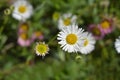 Mexican fleabane