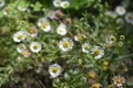 Mexican fleabane