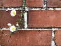 Mexican fleabane grow on red brick background.