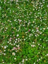 Mexican Fleabane Growing in Grass Unbloomed 9 Royalty Free Stock Photo